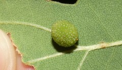 Acraspis quercushirta