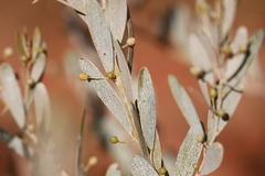 Acacia dictyophleba