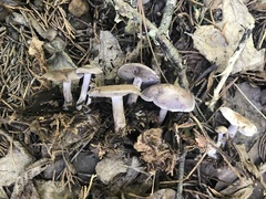 Clitocybaceae