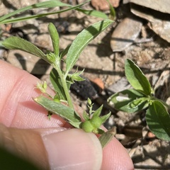 Ditaxis humilis