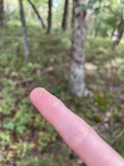 Alsophila pometaria
