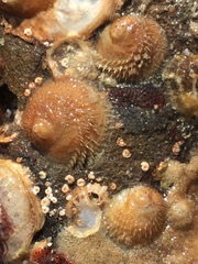 Sigapatella novaezelandiae