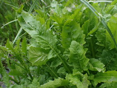 Rorippa