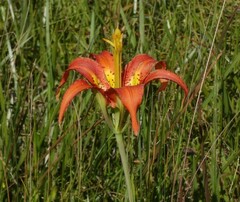 Lilium catesbaei