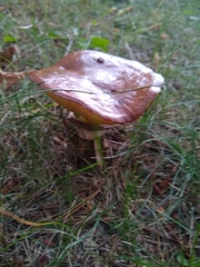 Suillus luteus