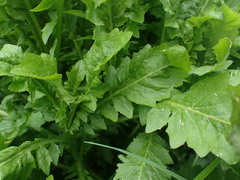 Rorippa