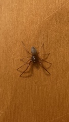 Trachelas tranquillus