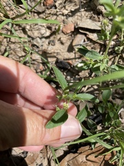 Ditaxis humilis