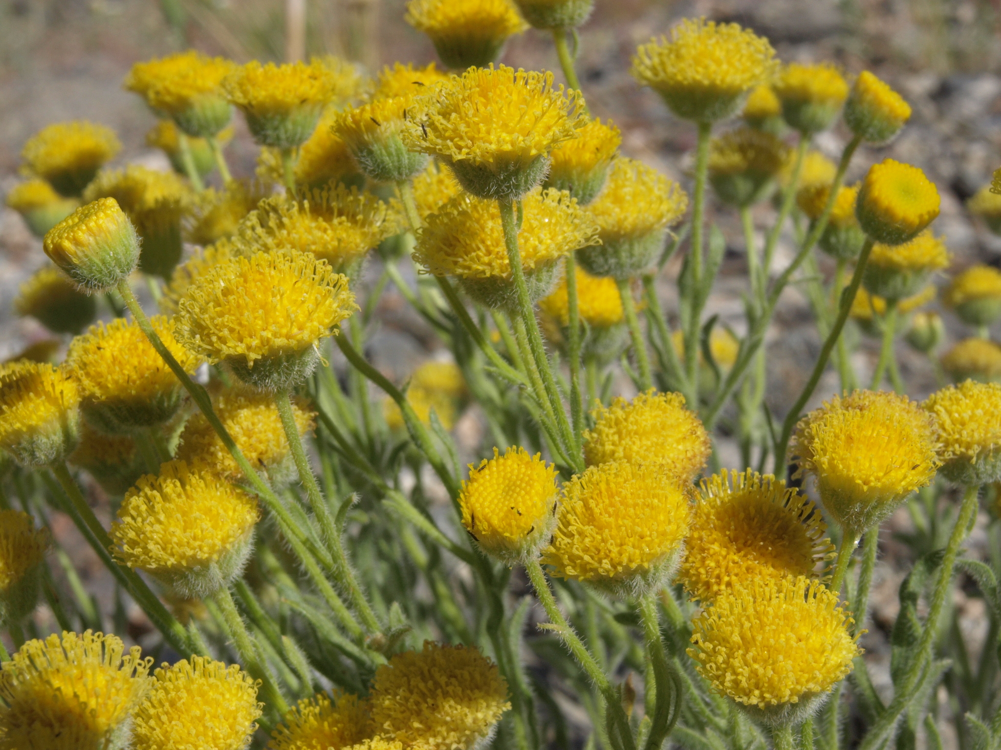 Erigeron aphanactis var. aphanactis