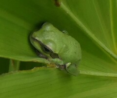 Hyla femoralis