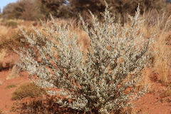 Acacia dictyophleba