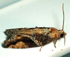 Proteoteras crescentana