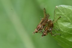 Sciomyzidae