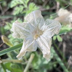 Ruellia metziae