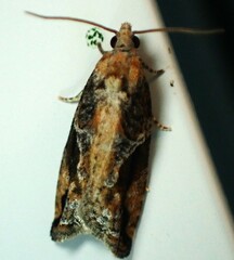 Proteoteras crescentana