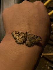 Rheumaptera meadii