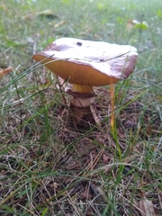 Suillus luteus