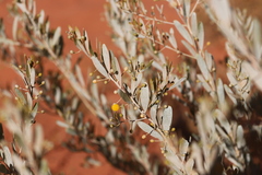 Acacia dictyophleba