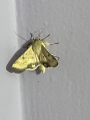 Lepidoptera