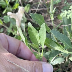 Ruellia metziae