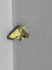 Lepidoptera