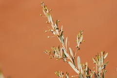 Acacia dictyophleba