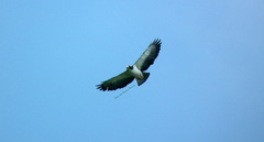 Buteo brachyurus brachyurus