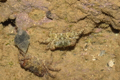 Pachygrapsus transversus