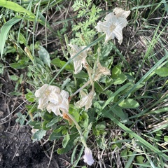 Ruellia metziae