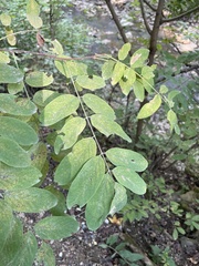 Amorpha fruticosa