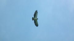 Buteo brachyurus brachyurus