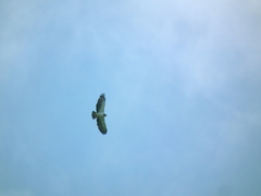 Buteo brachyurus brachyurus