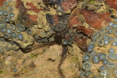 Ophiothrix