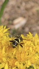 Spilomyia sayi