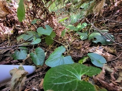 Asarum caudatum