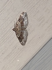 Xanthorhoe ferrugata