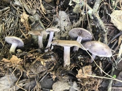 Clitocybaceae