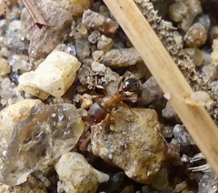 Tetramorium caespitum
