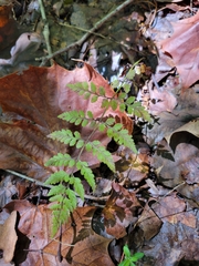 Cystopteris protrusa