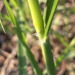 Eragrostis superba