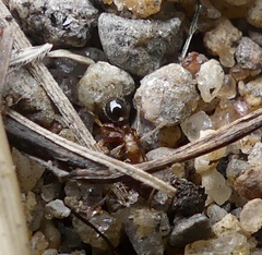 Tetramorium caespitum