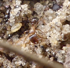 Tetramorium caespitum