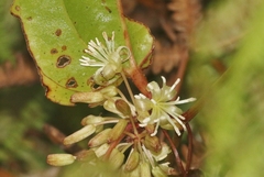 Smilax melastomifolia