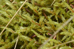 Pleurozium schreberi