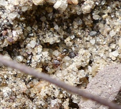 Tetramorium caespitum