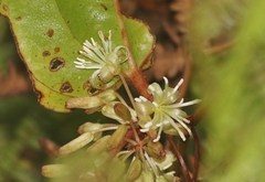 Smilax melastomifolia