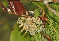 Smilax melastomifolia