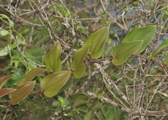 Smilax melastomifolia