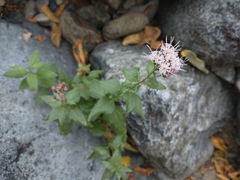 Ageratina occidentalis