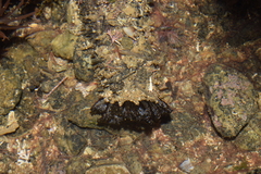 Holothuria grisea
